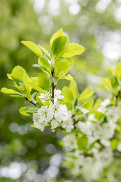 Vår blomma: gren av en blommande äppelträd på trädgård bakgrund.Vår fruktträdgård, blommande äppelträd. — Stockfoto