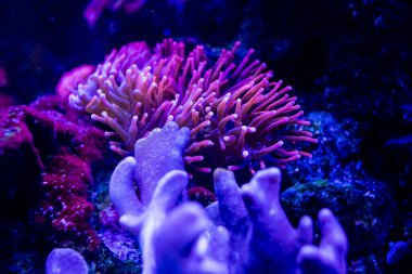 Deniz şakayıklarının inanılmaz çeşitliliği. Akvaryum mercanları. Deniz kabarcığı, akvaryumda mavi ışık altında anemon taşır. Seçici odak