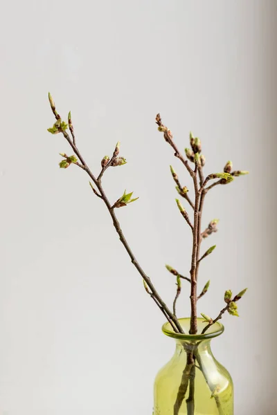 Hola concepto de primavera o feliz Pascua: Nueva rama de hojas de árbol brotando en el vaso de primavera.Hojas en crecimiento en un vaso vase.branch con hojas solo floreciendo sobre fondo blanco y espacio vacío para el texto. — Foto de Stock