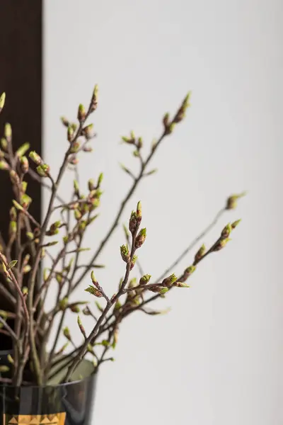 Hello spring or happy easter concept: New tree leaves branch budding in the spring vase.Growing leaves in a glass vase.branch with leaves just blossoming on white background and empty space for text. — Stok Foto