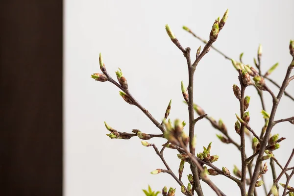 Hallo Frühling oder frohe Ostern Konzept: Neue Bäume Blätter Zweig austreiben in der Frühjahrsgefäß.Wachsende Blätter in einem Glasgefäß.Zweig mit Blättern gerade blüht auf weißem Hintergrund und leeren Raum für Text. — Stockfoto