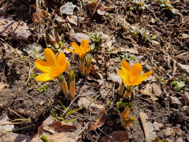 Ormanda baharın başlangıcını gösteren güzel Crocus çiçekleri. Güneşli gün ve bahar çiçekleri.