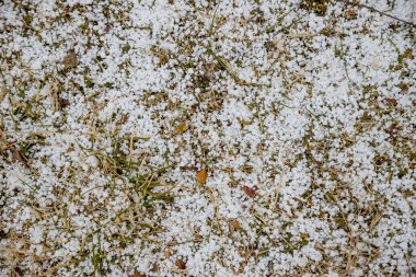 Bir kış sabahı, bir ormanda, çimlerle kaplanmış yeşil çimenlerin yakın plan çekimi. Soğuk bir günde soğuk yağmurun ardından düşen yapraklarla buzla kaplı donmuş çimenler.