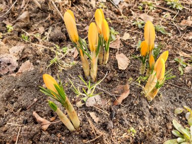 Orman açıklığında sarı timsahlar. Kuru çimenlerin arasında yeni taze otlar filizlenir. İlk bahar çiçekleri. Bahar bahçesinde büyüyen çiçek açan timsahların manzarası. krokus çiçeği
