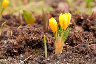 Orman açıklığında sarı timsahlar. Kuru çimenlerin arasında yeni taze otlar filizlenir. İlk bahar çiçekleri. Bahar bahçesinde büyüyen çiçek açan timsahların manzarası. krokus çiçeği