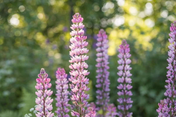 Le champ de fleurs de lupin multicolores sauvages.Lupin violet violet dans la prairie. Bouquet coloré d'été Blooming flowers.flower fond ou carte de voeux. — Photo