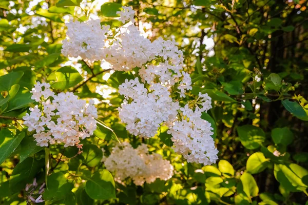Birçok küçük yaz leylak çiçekleri, güneşli bahar bahçesinde çiçek açan çalılar, bahçedeki güzel açık hava çiçekleri. Beyaz leylak çalıları. Bir dal beyaz leylak. Bahar çiçekleri — Stok fotoğraf