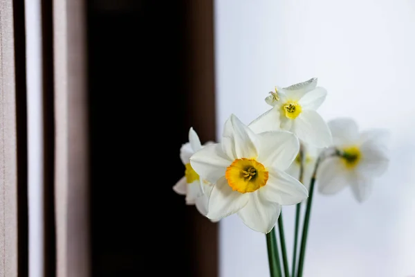 Kilka żonkili w wazonie izolowane na białym tle.Wnętrze domu z dekoracją wielkanocną.Bukiet świeżych wiosennych kwiatów. Biały Narcyz Żonkil w szklanym wazonie. Przestrzeń kopiowania — Zdjęcie stockowe