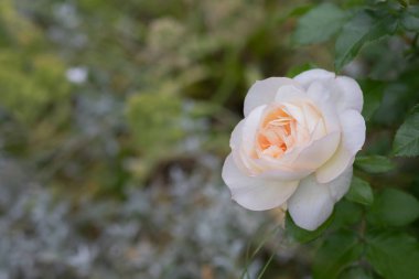 Bahçedeki güllerin yumuşaklığı ile birlikte beyaz gül çiçeği. Beyaz pembe çiçeklerle açan bir gülün çiçek açan çalısı. Büyüyen gül. Kadınlar bayramı. Anneler Günü kartpostalınız kutlu olsun. Boşluğu kopyala
