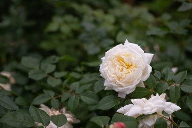 Bahçedeki güllerin yumuşaklığı ile birlikte beyaz gül çiçeği. Beyaz pembe çiçeklerle açan bir gülün çiçek açan çalısı. Büyüyen gül. Kadınlar bayramı. Anneler Günü kartpostalınız kutlu olsun. Boşluğu kopyala