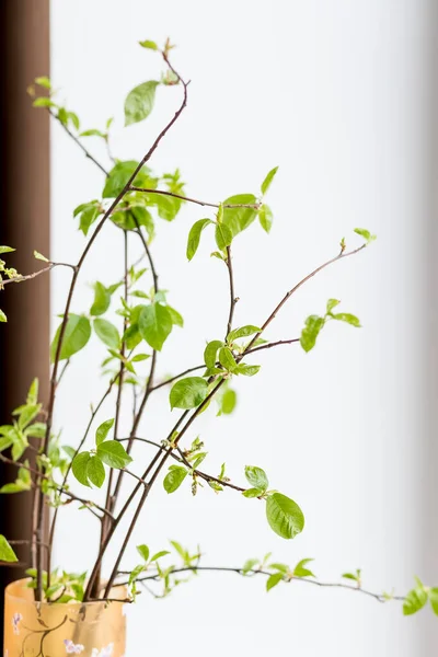 Bouquet dengan cabang-cabang musim semi, kuncup berbunga di vas dengan air terisolasi pada background.decoration putih gaya interior untuk easter. Fokus selektif — Stok Foto