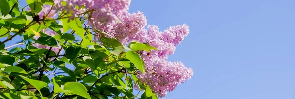 Lilac bush over sky background. Lilac flowers in garden or park. Nature background, banner.Natural blooming fresh lilac tree flowers in Garden .Sunny spring day.Selective focus