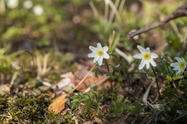 Bahar zamanı, güzel çiçek. Kartopu, deniz şakayığı. Bahar ormanındaki ilk Anemone çiçekleri. Botanik bahçesindeki beyaz çiçekler. Bahar konsepti