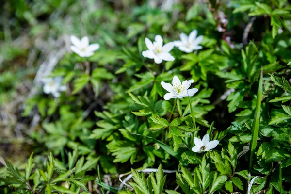 Closeup anemone sylvestris called also snowdrop anemone with blurred background in spring garden.The early beautiful snowdrop flowers in the spring forest. White blossom flowers.