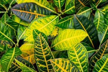 Süslü bitki yaprakları doğal arkaplan olarak kullanılıyor. Croton bitkilerinin renkli yaprakları. Ev bitkisi Croton in a pot. Kodiaeum varyetesi. Çizgili yapraklar..