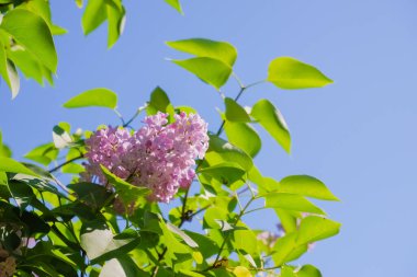Eflatunun pembe çiçeklerine bakın - metin veya diğer fikirler için yeri var. Mavi gökyüzünün arka planında leylak dalları. Çiçek açan çalılar. Mavi gökyüzü. Pembe leylak. Bahar ya da yaz zamanı