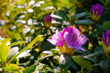 Sıcak bahar günlerinde Rhododendron 'un çalılıklarında tomurcuklanan tomurcukların başlangıcı. Çiçek açması. Pembe-mor rhododendron çiçeğinin yapraklarına yakın çekim.