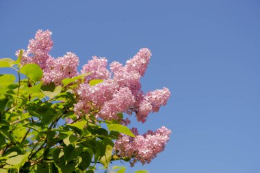 Eflatunun pembe çiçeklerine bakın - metin veya diğer fikirler için yeri var. Mavi gökyüzünün arka planında leylak dalları. Çiçek açan çalılar. Mavi gökyüzü. Pembe leylak. Bahar ya da yaz zamanı