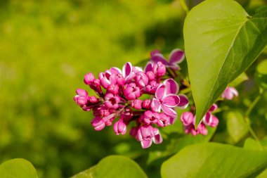 Beyaz kenarlı mor leylak. Heyecan verici leylak. Güzel bir demet mor çiçek yakın çekim. Çiçek açan iki tonlu leylak şırıngası. 