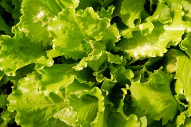 Taze yeşil marul salatası. Çiğ organik yeşil meşe marulu. Vitamin, tatlı bir tat, salata için lezzetli. Yiyecek ve sebze konsepti.