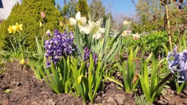 Nergis ve üzümlü sümbül karışımı. Sarı nergisler, bahçede mavi sümbüller. Bahar çiçeklerinin çeşitli ekimleri. Ev bahçesinde çiçek açan bir yatak. Güzel bir bahar arkaplanı.