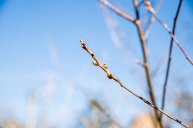 Baharda dallarda yeşil tomurcuklar. Bahar zamanı doğa ve çiçek açar. Bokeh hafif arkaplan. Yaprak tomurcukları ile dalları yakın çekim mavi gökyüzü arkaplanı üzerinde patlamaya hazır