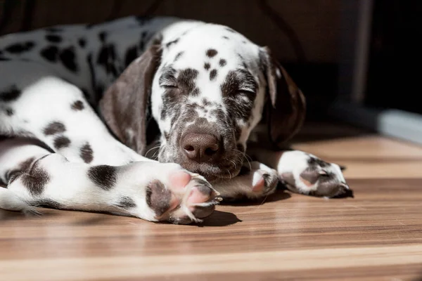Cão pequeno bonito com os olhos fechados está dormindo no chão, cachorrinho dálmata.Filhote de cachorro dorme no sol. Pet em casa. — Fotografia de Stock