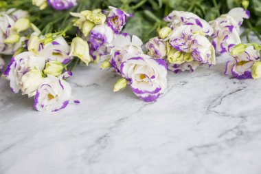 Eustoma çiçekleri, beyaz, mor ve mor lisianthus karışımı. Mermer zeminde izole edilmiş. Uzayı kopyala. Eustoma çiçeği çiçekli arka plan. çiçek aranjmanı