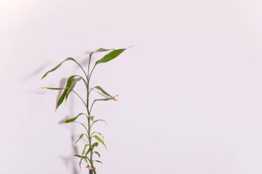 Beyaz arka planda yeşil bambu yaprakları. Bambu saplı ekoloji arka planı. Basit minimalist bir bitki.