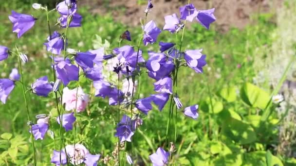 太陽の光の下で美しい紫色の鐘とカラフルな花の背景紫の美しいと明るい鐘。 — ストック動画