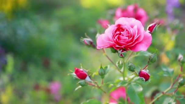 Hermosos y delicados capullos de rosa. Bush de rosas que florecen rosadas en un día soleado del verano en el parque. Maravilloso jardín de rosas, rosas rosadas que florecen en el día soleado, flores y escena floral del fondo — Vídeos de Stock