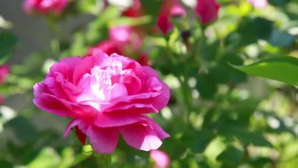 Gyönyörű finom rózsabimbók. Rózsaszín virágzó rózsa bokor egy nyári napsütéses napon a parkban.Csodálatos rózsakert, virágzó rózsaszín rózsák a napsütéses napon, virágok és virágos háttér jelenet