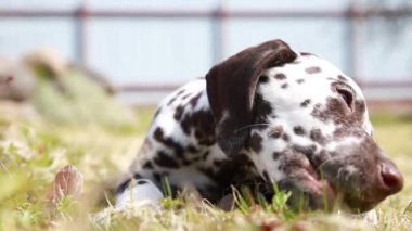 Dışarıda havuç yiyen küçük dalmaçyalı köpek. Bahçede köpek yavrusu atıştırıyor. Arka bahçede eğlenen mutlu köpek. Açık havada güneşli bir gün