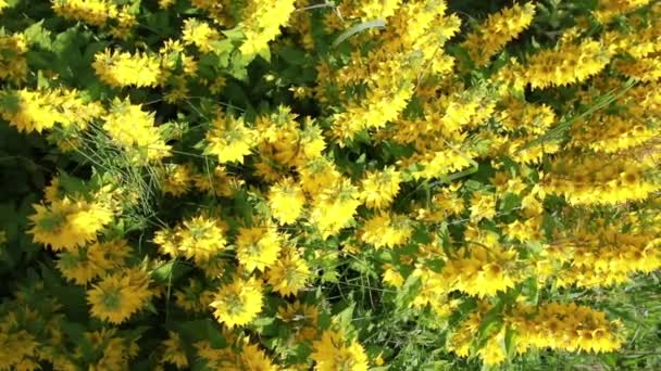 Flores amarillas en el jardín. — Vídeos de Stock