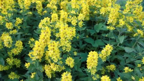 Flores amarillas en el jardín. — Vídeos de Stock