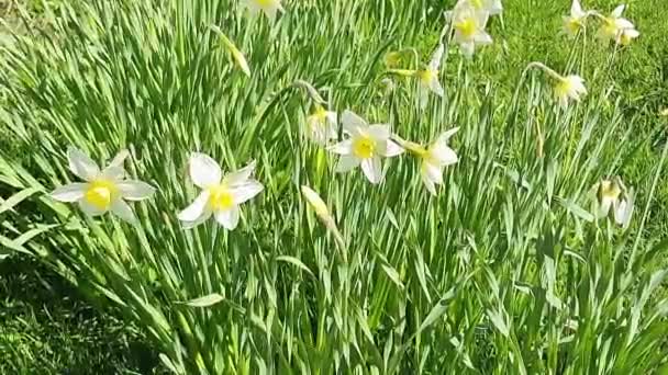 Close-up of colored white daffodils swaying in the wind. Narcissus flowers in the garden.Beautiful spring background.Spring sunny day — Stock Video
