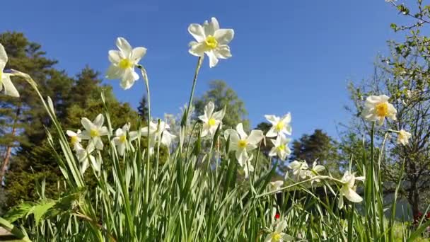 Großaufnahme farbiger weißer Narzissen, die sich im Wind wiegen. Narzissen blühen im Garten.Schöner Frühlingshintergrund.Frühling sonniger Tag — Stockvideo