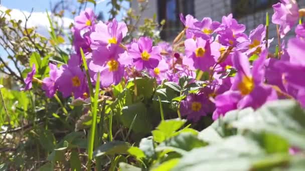 Pierwiosnek kwiaty w wiejskim ogrodzie. Blisko ujęcia.Te kwiaty są wczesnym znakiem wiosny. purpurowe kwiaty jasny słoneczny dzień. — Wideo stockowe