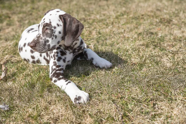 Szczeniak dalmatyński na łące, wiosna.Słodki szczeniak leżący na zielonym trawniku. Dalmatyński spacer na świeżym powietrzu. pies bawi się w lesie, bawiąc się na trawniku.Kopiuj przestrzeń — Zdjęcie stockowe