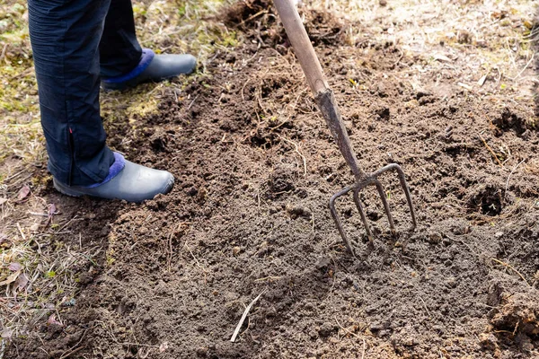 Praca w ogrodzie, kopanie wiosennej gleby widelcem Zbliżenie do kopania wiosennej gleby niebieską łopatą przygotowującą ją do nowego sezonu siewu.Pitchfork utknął w ziemi. — Zdjęcie stockowe