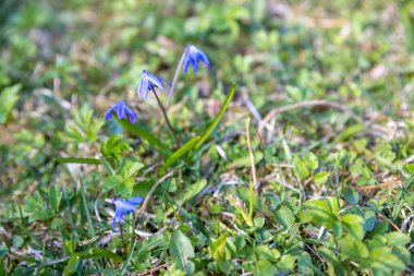İlk bahar çiçekleri ormandaki mavi scilla son yılların yaprakları arasında. Mavi çiçekler, bahçedeki çan çiçekleri.