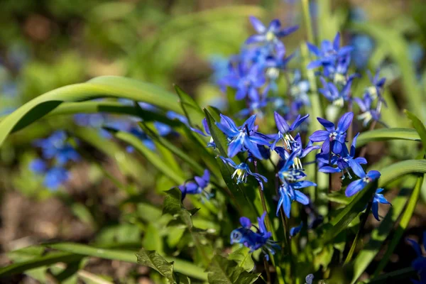 Den första våren blommar scilla av blått i skogen bland de senaste årens bladverk. blå blommor, blåklocka i trädgården. — Stockfoto