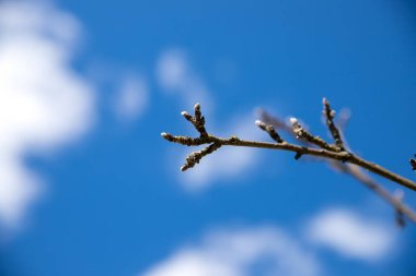 Doğa uyanır. Dallardaki ilk yapraklar. Böbrek ağaçları ortaya çıktı. Yeni hayatın, umudun, yeni işin sembolü. Ağaçta yakın plan tomurcuklar. Isınma, bahar, çevre kavramı. Mavi gökyüzü arkaplanı.