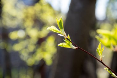 Bahar geldi, doğa uyanıyor. Parlak güneş ışığında ilkbaharda ilk yaprak ve böbrekler. Güneşli sıcak bir gün. Tomurcuklar baharın başında ağaçta çiçek açar.