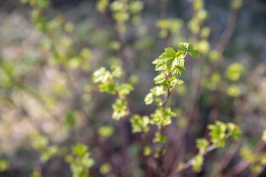 Parlak güneşli bir günde, bahçede yeni siyah frenk üzümü yaprakları. Baharın ilk belirtileri. Kapatın. İlkbaharda bir bahçede frenk üzümü çalısı. Önce narin yapraklar.