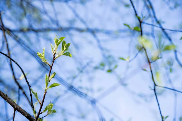 Природа просыпается. Первые листья на ветвях. Обнаружены почки. Символ новой жизни, надежды, нового бизнеса. Бутоны на деревьях рядом. Концепция потепления, весны, окружающей среды. Голубой фон неба. — стоковое фото