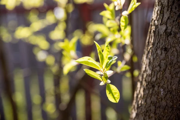 Le printemps est arrivé, la nature se réveille. Premières feuilles et reins au printemps sous un soleil éclatant. Une journée chaude ensoleillée.Les bourgeons fleurissent sur l'arbre au début du printemps — Photo