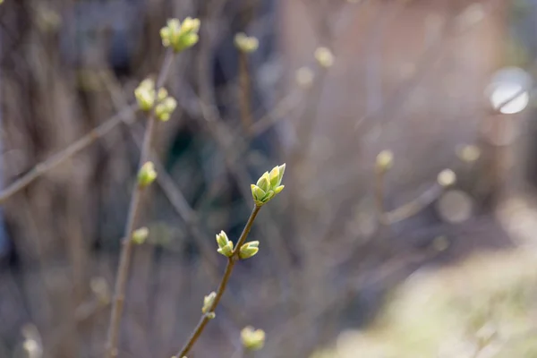 Jaro přišlo, příroda se probouzí. První listy a ledviny na jaře v jasném slunečním světle. Slunečný teplý den.pupeny kvetou na stromě na jaře — Stock fotografie
