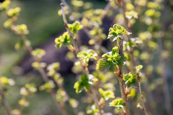 Nuove foglie di ribes nero in una giornata di sole in un giardino. I primi segni della primavera. Primo piano Cespuglio di ribes in un giardino in primavera.prime foglie delicate — Foto Stock