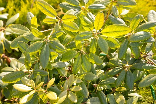 Fondo naturale astratto con foglie di rododendroni.Foglie verdi fresche, giornata di sole — Foto Stock